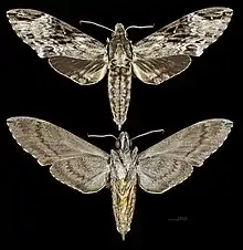 Psilogramma