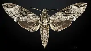Male, dorsal view