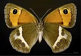 Female underside