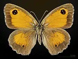 Female