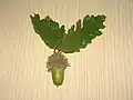 Quercus cerris