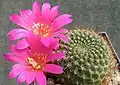Rebutia minuscula var. minuscula (syn. R.&nbsp;violaciflora) – form with violet flower