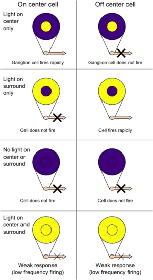 On-centre and off-surround presented alongside off-centre and off-surround retinal ganglion receptive fields