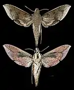 Rhagastis velata