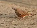 Feeding on seeds
