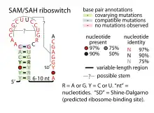 SAM-SAH riboswitch: Secondary structure for the riboswitch marked up by sequence conservation.