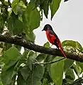 Male in at Jayanti in Buxa Tiger Reserve in Jalpaiguri district of  West Bengal, India.
