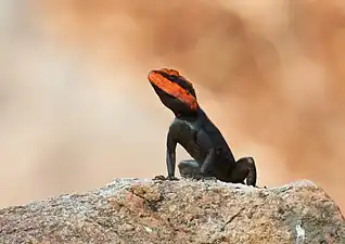 Front view