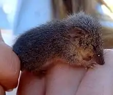 Brown dasyuromorph