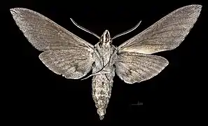 Sphinx chersis ♂   △