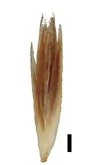 Spikelet (black scale bar represents 1&nbsp;mm)