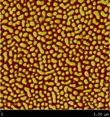 Kuraray's Septon 4055 under atomic force microscope