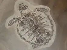 Sea turtle Tasbacka danica Complete unique fossil baby sea turtle. Length 10.5&nbsp;cm