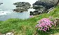 Thrift at Ramore Head.