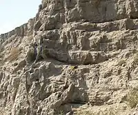 This photo shows a series of horizontal layers of soil in a road cut. In the center of the photo – barely visible – there is a geologist's hammer and a leather glove to establish perspective – they suggest that the layers are about 1 meter thick. In geology the type locale is a location where the first example of a newly described object was found – this is the type locale. This set of layered beds, although nowhere near as clearly pronounced in layering as in several of the other photos, shows the first location where the Touchet Formation was identified in the published literature.