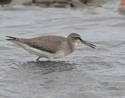 Grey-tailed tattler wading in shallow water