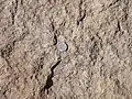 Close up of "E" bed of the Tsherige Member. U.S. quarter dollar (2.4&nbsp;cm) for scale.