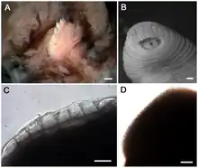 (A) Stereomicrograph of the single dorsal jaw of T. rex with large teeth. Scale bar is 100 µm. (B) Tyrannobdella rex anterior sucker exhibiting velar mouth and longitudinal slit through which the dorsal jaw protrudes when feeding. Scale bar is 1 mm. (C) Compound micrograph in lateral view of eight large teeth of T. rex. Scale bar is 100 µm. (D) Lateral view of jaw of Limnatis paluda illustrating typical size of hirudinoid teeth. Scale bar is 100 µm.