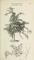 Pendulous "cork-barked field elm", U. campestris suberosa, from Arboretum et Fruticetum Britannicum (1854)