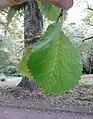 Leaves of same