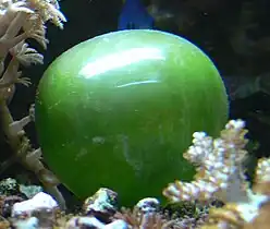 The unicellular bubble algae lives in tidal zones. It can have a 4&nbsp;cm diameter.