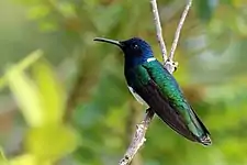 Male F. m. flabellifera, Tobago