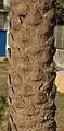 Lower trunk at Purbasthali in  Bardhaman District of  West Bengal, India