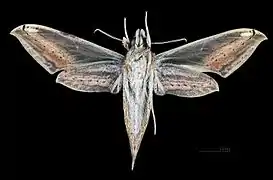 Female ventral view