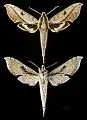 Xylophanes cosmius