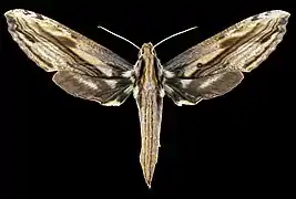 Female dorsal