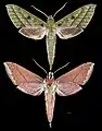 Xylophanes mirabilis