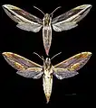 Xylophanes pyrrhus