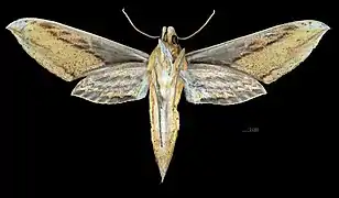 Female ventral