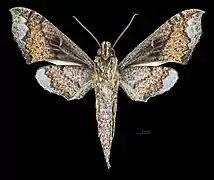 Male ventral