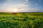 Ukrainian Steppe Nature Reserve