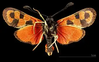 ♂  △