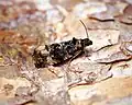 Endothenia oblongana