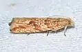 Bactra furfurana