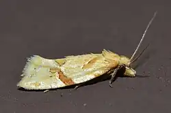 Aethes patricia