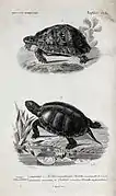 Dos tortugas