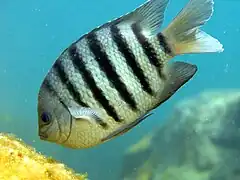 Abudefduf bengalensis