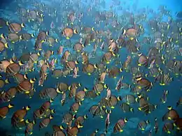 Acanthurus guttatus