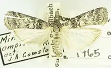 Acrobasis amplexella recogida en Grand Canyon, Arizona en 1942