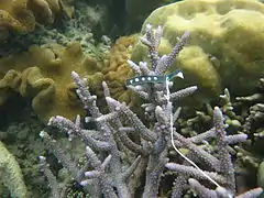 Colonia de A. austera en la isla de Aureed, Estrecho de Torres, Australia
