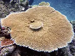 A. hyacinthus, Kelso Reef, Gran Barrera de Arrecifes.