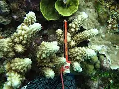 A. lutkeni, detalle de coralitos de la colonia. Isla Mer, Estrecho de Torres, Australia