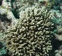 A. selago en isla Poruma, Australia