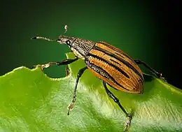 Diaprepes abbreviatus (Curculionidae)