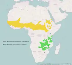 Ranges of northern and southern race&nbsp;&nbsp;&nbsp;&nbsp;&nbsp;L. c. chloropterus &nbsp;&nbsp;&nbsp;&nbsp;&nbsp;L. c. elisabeth
