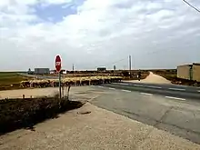 Trashumancia en Aldeaneva del Codonal